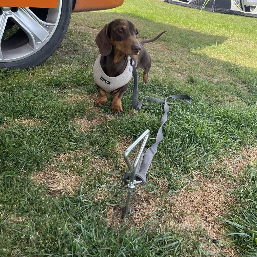 OLPRO - Dog Tie Down Anchor | OL522